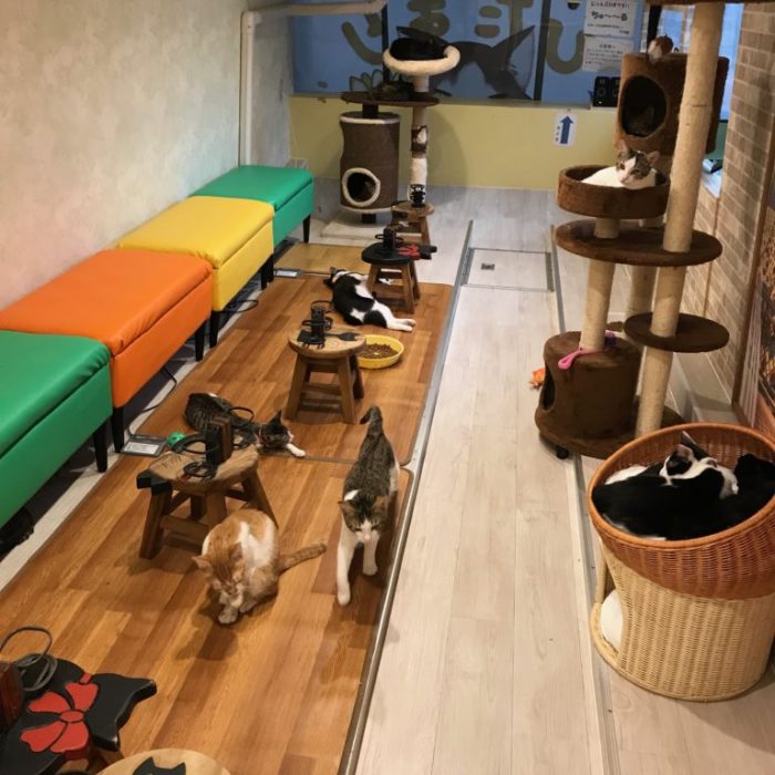 IMG-2976-e1571444085913-768x1024