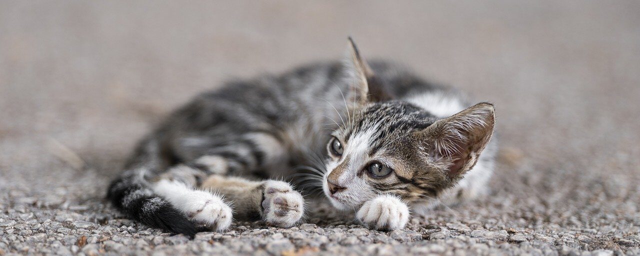 猫画像|ねころび