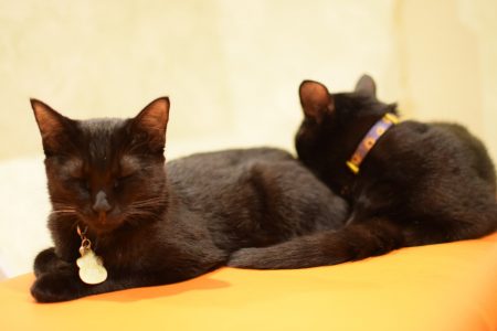ひだまり号|保護猫たち ひだまり号|保護猫たち