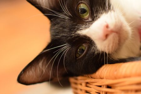 ひだまり号|保護猫たち ひだまり号|保護猫たち