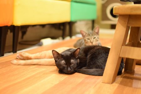 ひだまり号|保護猫たち ひだまり号|保護猫たち