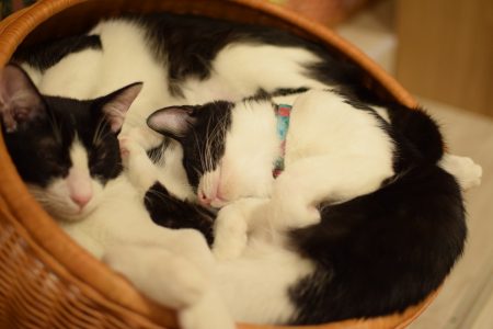 ひだまり号|保護猫たち ひだまり号|保護猫たち