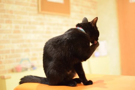 ひだまり号|保護猫たち ひだまり号|保護猫たち