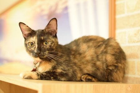ひだまり号|保護猫たち ひだまり号|保護猫たち