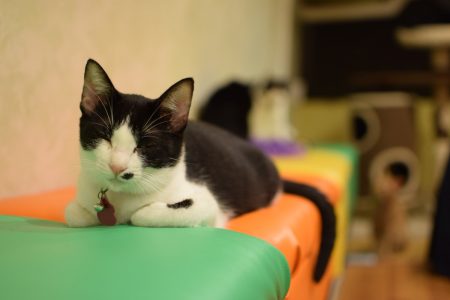 ひだまり号|保護猫たち ひだまり号|保護猫たち