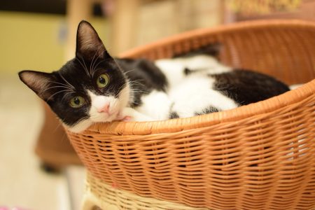 ひだまり号|保護猫たち ひだまり号|保護猫たち