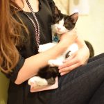 ひだまり号|保護猫たち ひだまり号|保護猫たち