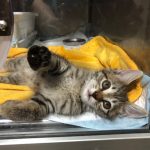 ひだまり号|ベビにゃん ひだまり号|ベビにゃん