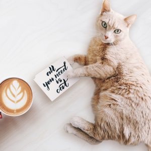 猫とコーヒーの画像 猫とコーヒーの画像