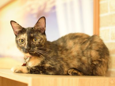 ひだまり号｜保護猫たち